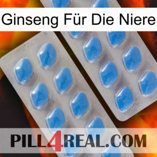 Ginseng Für Die Niere 23